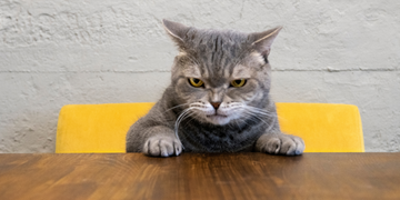 Dealing with a Stressed-Out Cat? Here’s How to Bring Back the Zen!