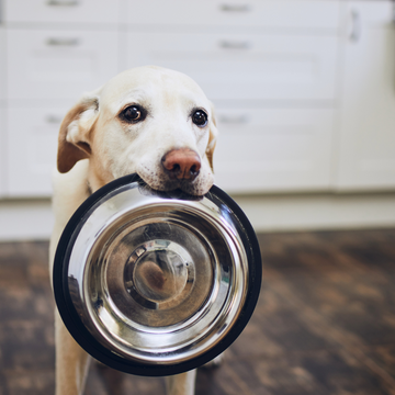 Why the Right Bowl is Important for Your Pet