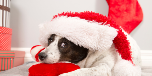 Dog Christmas Gift Ideas