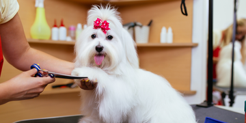 Pet Grooming at Home: Tips for Keeping Your Pet Clean and Healthy