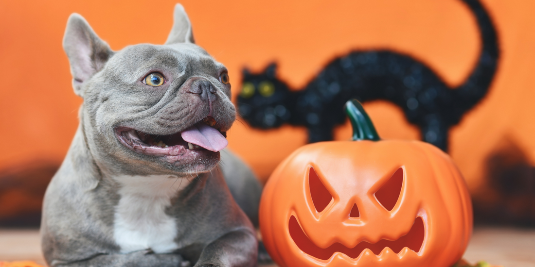 How to Keep Your Pets Safe and Happy This Halloween