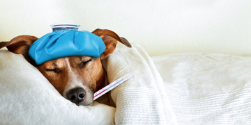 What to Do if Your Dog Is Sick: Simple Tips