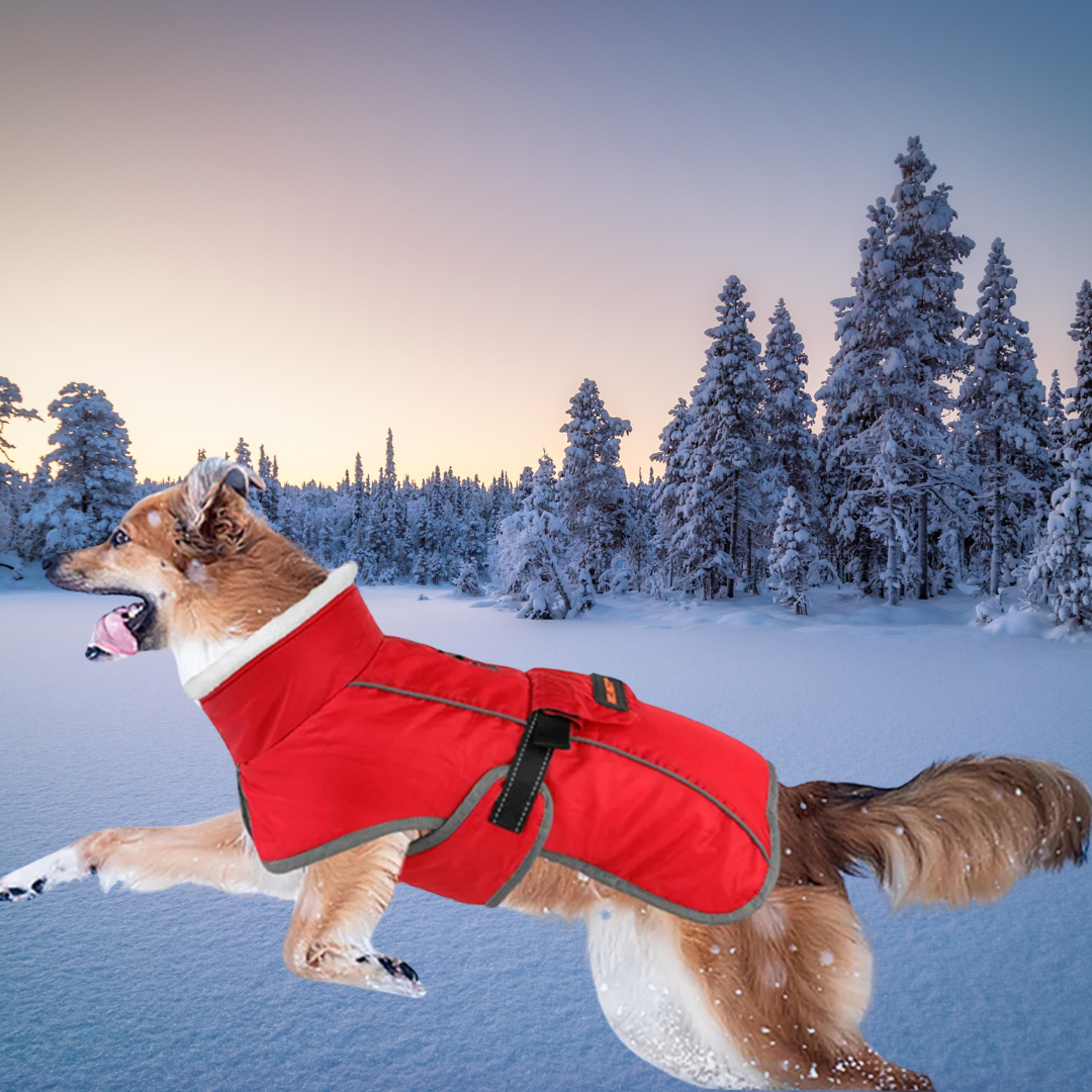 Winter Warm Dog Jacket | Best Winter Dog Clothes in Australia