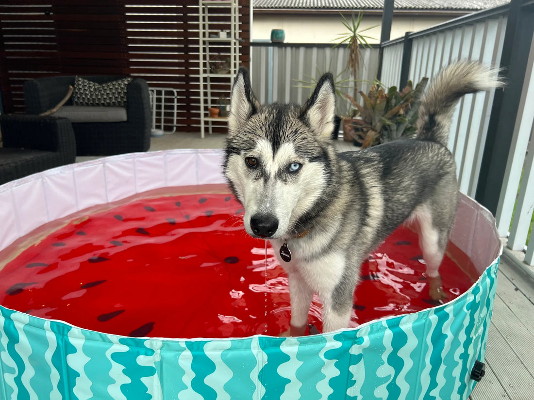 Charlie’s Watermelon Dog Pool