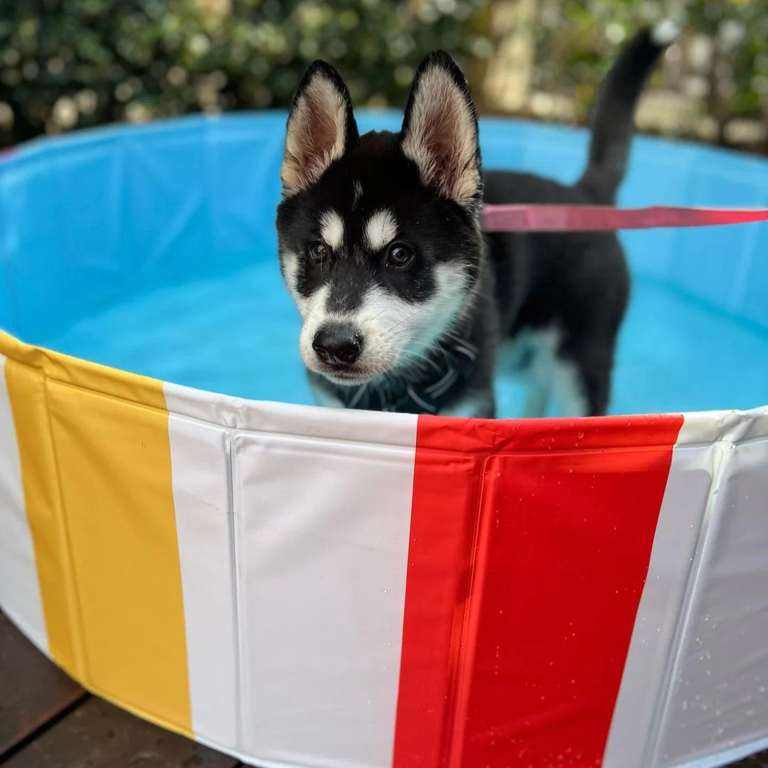 Charlie’s Dog Pool | Pet Pool